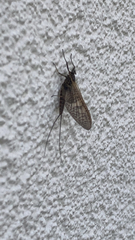 Rhithrogena germanica