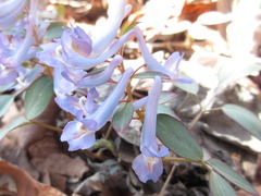 Corydalis ambigua