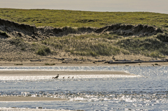 Somateria mollissima