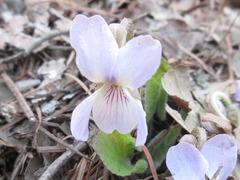 Viola collina