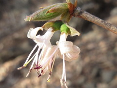 Lonicera praeflorens