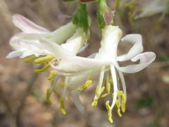 Lonicera harae