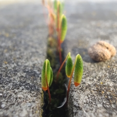 Ptychostomum capillare
