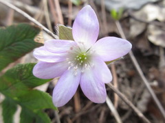 Hepatica nobilis