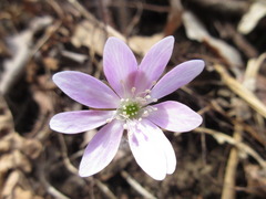 Hepatica nobilis