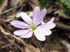 Hepatica nobilis