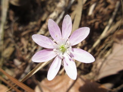 Hepatica nobilis
