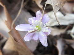 Hepatica nobilis