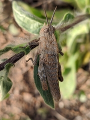 Eumigus