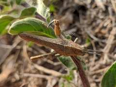 Eumigus
