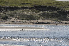 Somateria mollissima