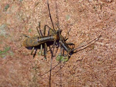 Gnoma longicollis