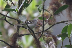 Mecocerculus stictopterus