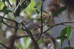 Mecocerculus stictopterus