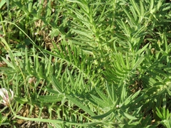 Magnoliopsida