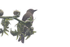 Myiotheretes fumigatus