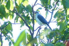 Accipiter poliocephalus