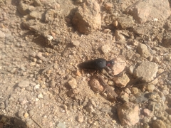 Physomeloe corallifer