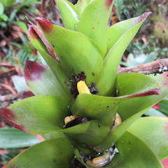 Guzmania squarrosa