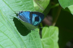 Hypolycaena phorbas