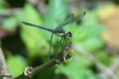 Agrionoptera longitudinalis