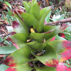 Guzmania squarrosa