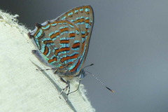 Hypochrysops pythias