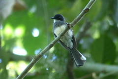 Rhipidura rufiventris