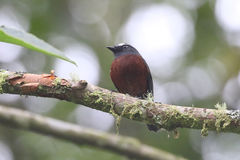 Ochthoeca cinnamomeiventris