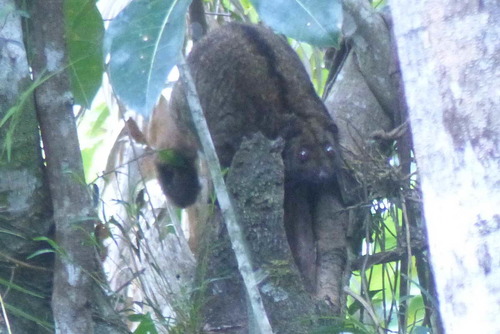 D'Albertis' Ringtail (Pseudochirops albertisii) — Near Threatened Mammalia