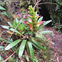 Guzmania squarrosa