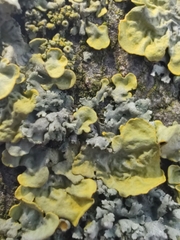 Xanthoria parietina