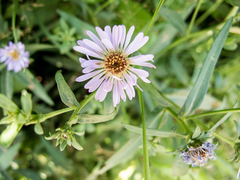 Symphyotrichum novi-belgii villicaule