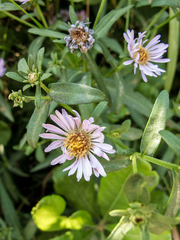 Symphyotrichum novi-belgii villicaule