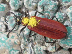 Pseudopyrochroa rufula