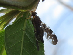 Acanthonevra trigona