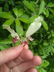 Pittosporum ralphii