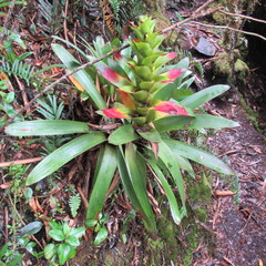 Guzmania squarrosa
