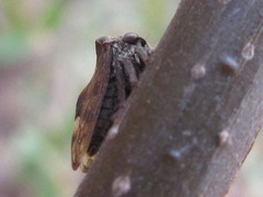 Machaerotypus sibiricus