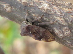 Machaerotypus sibiricus