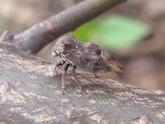 Machaerotypus sibiricus