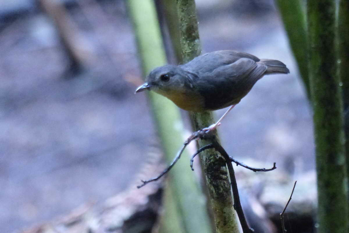 Rusty Mouse-Warbler illustration