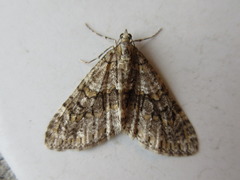 Esakiopteryx volitans