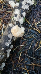 Naematelia encephala