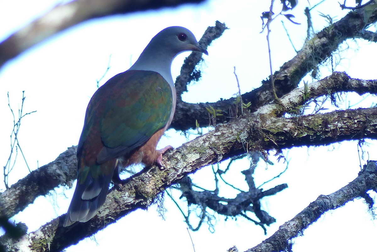 Rufescent Imperial-Pigeon (Ducula chalconota)