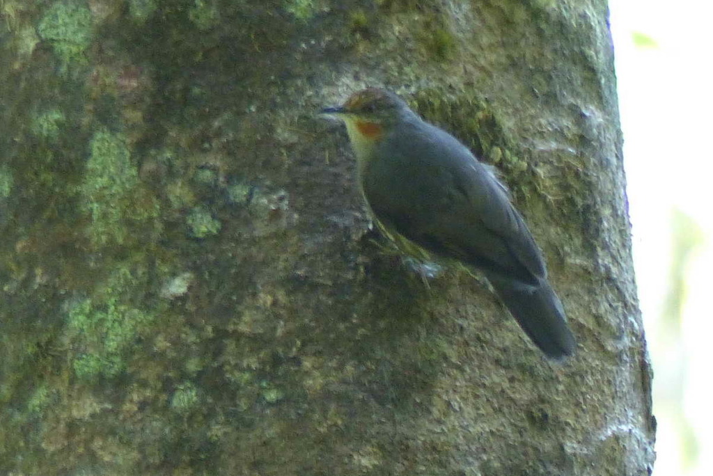 Papuan Treecreeper