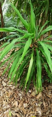 Dracaena fragrans