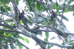 Charmosynopsis pulchella