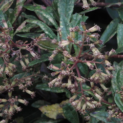 Dendrophorbium kleinioides