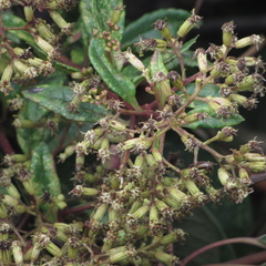 Dendrophorbium kleinioides